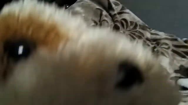 пирчатка лягушка говорит плохие слова которые нельзя произносить!!! смотреть онлайн