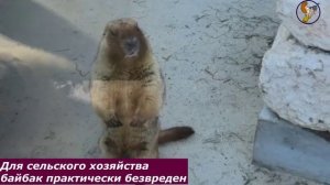 БАЙБАК - ИНТЕРЕСНЫЕ ФАКТЫ. СТЕПНОЙ СУРОК. ЗАБАВНЫЙ СВИСТ