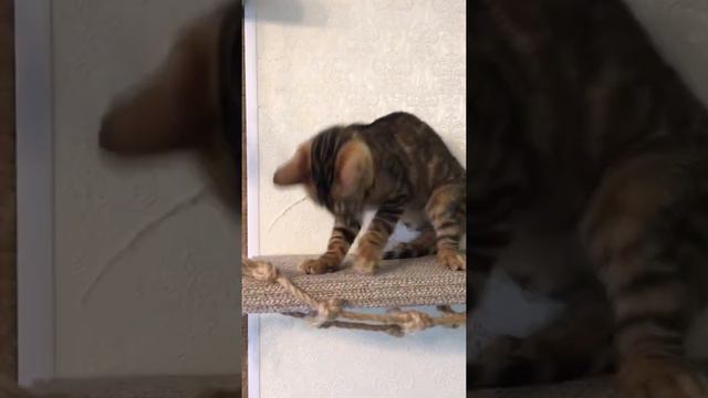 Котенок бенгальской кошки Бруно