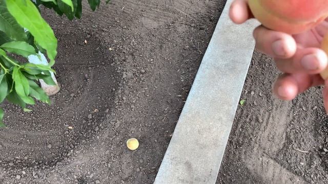 Поспел Персик Белый Лебедь в Воронеже 12.08.2021. 4К смотреть онлайн