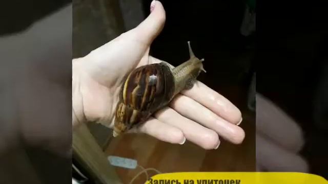 Улиткотерапия Астана смотреть онлайн