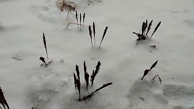 Папоротник СТРАУСНИК в ГОРОДСКОМ озеленении ,после первого снега! Заметно разное отношение к