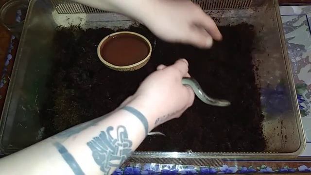 Безногая ящерица. Как дела у Люцифера?