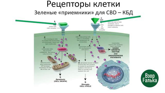 Здоровье - это красота и радость жизни! смотреть онлайн