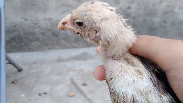 My Two 1.5 Month Old Java Aseel Chicks смотреть онлайн