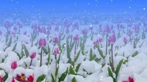 Футаж. Цветы на снегу 42