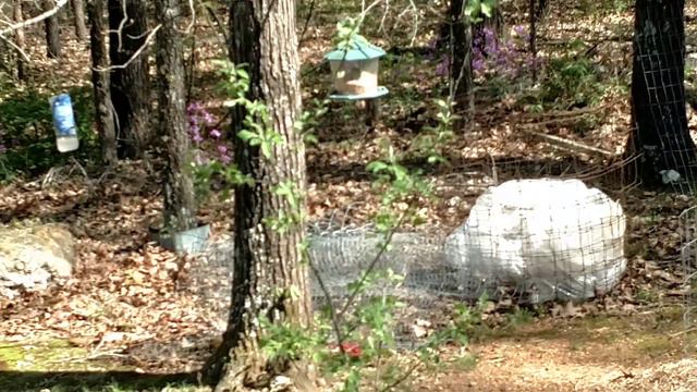 Peaceful Day - Kiwi Vine Surprise? // April 12, 2019 смотреть онлайн