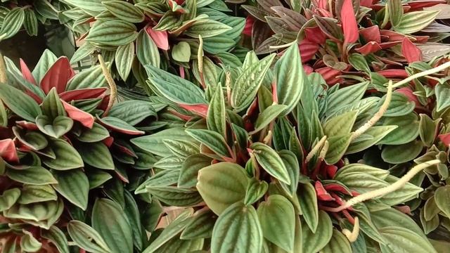 Peperomia Caperata Rosso, Emerald Ripple Peperomia, Ornamental Plants, Indoor, Native To Brazil.