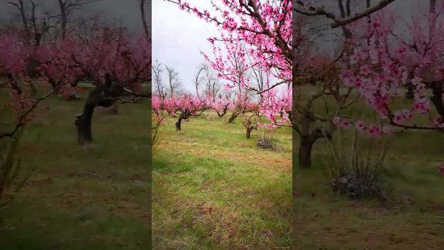 Персиковые сады в Крыму! смотреть онлайн