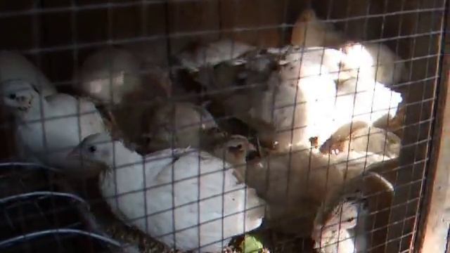 Выращивание перепелов техасцев - первое яйцо в 55 дней смотреть онлайн