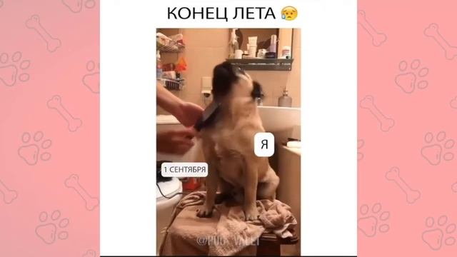 УТОНУЛ МОПСИК | ПРИКОЛЫ 2020 | ЛУЧШИЕ ПРИКОЛЫ | МОПС ВАЛЕТ #3 смотреть онлайн