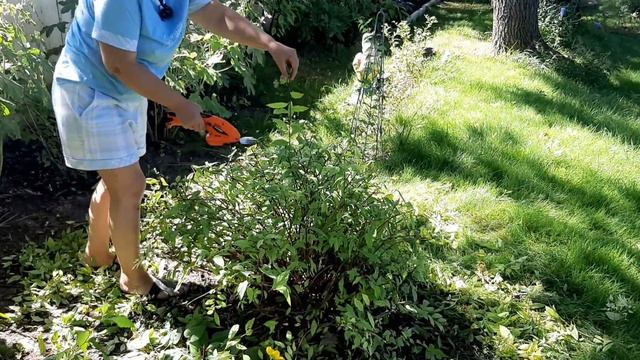 Стрижки спиреям, размножение. смотреть онлайн