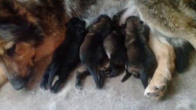 Новорожденные щенки "Щ" с Красных Прудов смотреть онлайн