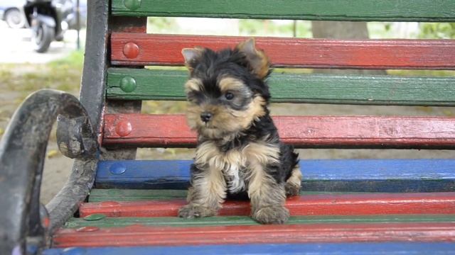 Йорик МИНИ мальчик! смотреть онлайн