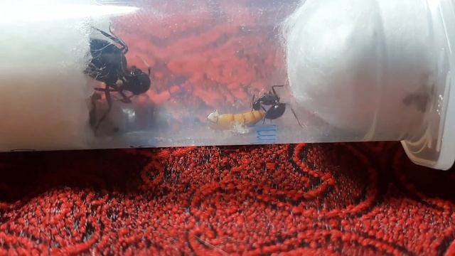 БЛОГ | Красногрудые древоточцы смотреть онлайн