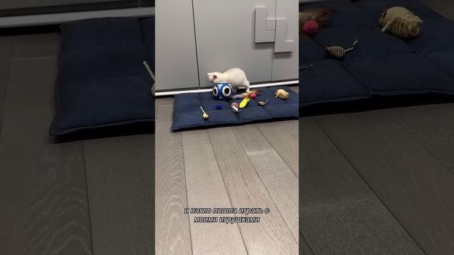 Пушистый влог? смотреть онлайн