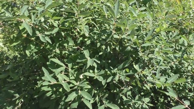 Жимолость съедобная смотреть онлайн