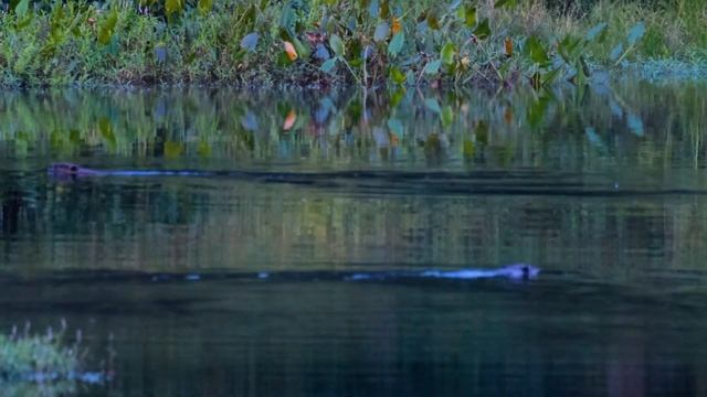 WETLANDS WILDLIFE & NATURE SCENERY AT SUNSET | Wildlife Photography