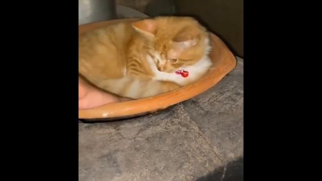 Подборка смешных видео про котов