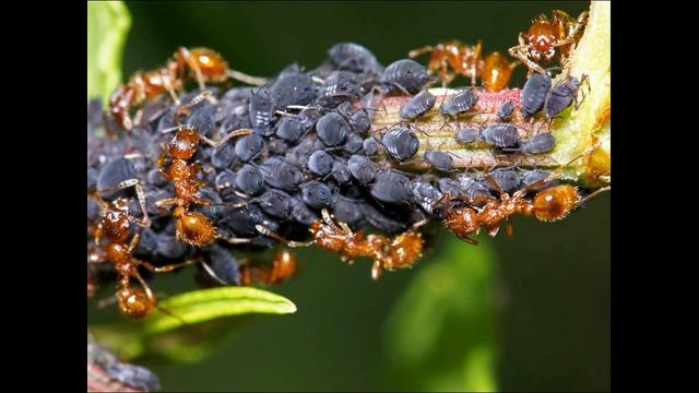 Избавиться от тли без затрат смотреть онлайн