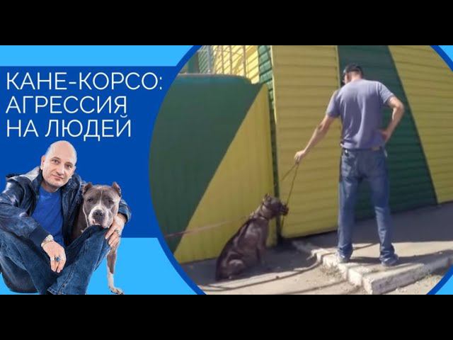 Кане-корсо: агрессия на людей и ошибки владельцев смотреть онлайн
