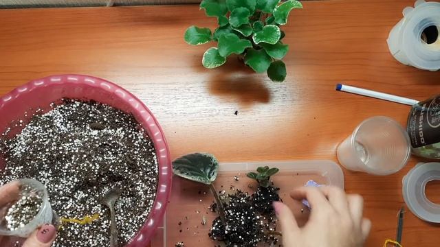 Отсаживание деток фиалки от листа. Когда ? Как? смотреть онлайн