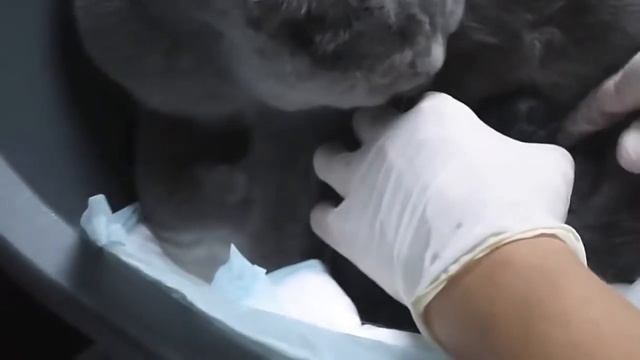 питание беременной шотландской кошки смотреть онлайн