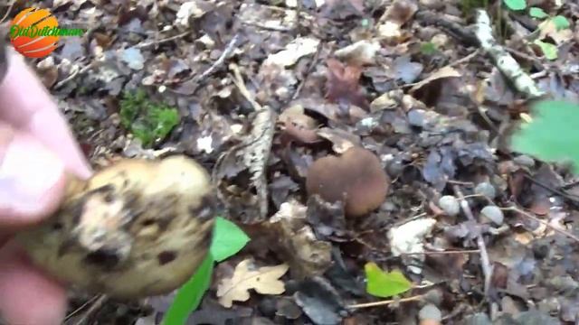 Поход за грибами. Подосиновики и боровики. Баварский лес. смотреть онлайн