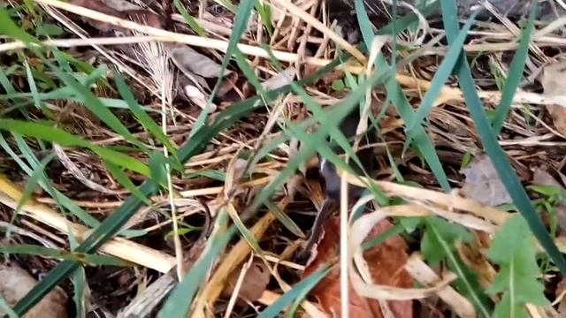 Встретился незнакомый зверек, оказалось землеройка смотреть онлайн