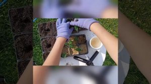 Укоренение черенков  гортензии в песке, просто и без хлопот.