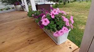 Петуния ИЗИ ПИНК ПЕЙШЕН ампельная.