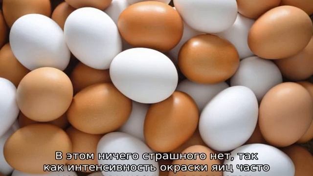 Легбар (порода кур): описание смотреть онлайн