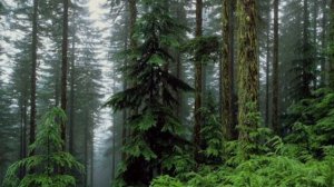 Окружающий мир. Тайга