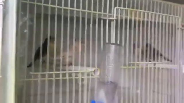 Мини экскурсия по питомнику Birds TVK&JA.