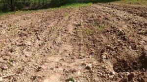 КАК ПОЛУЧИТЬ МНОГО УРОЖАЯ БЕЗ ЗАМОРОЧЕК? ЧТО Я КЛАДУ В ЛУНКУ ПОД ТЫКВУ?