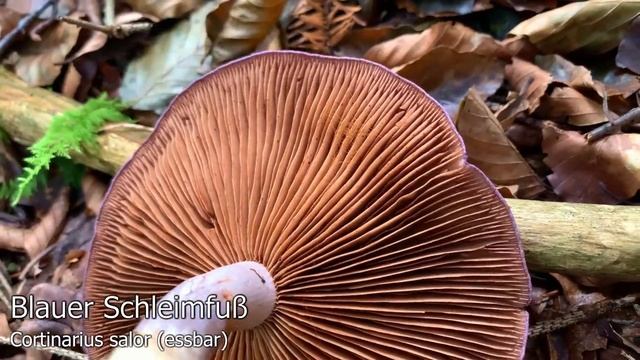 Violette Schleierlinge | Cortinarius | Mitternachtspilz, Bocksdickfuß, Schleimfuß & mehr | Rückblic смотреть онлайн