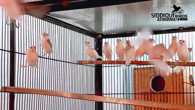 Java sparrow breeding results| avairy visit|SIDDIQUI BIRDS FARM смотреть онлайн