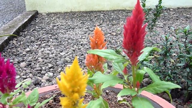 Celosia argentea var. plumosa - Kimono Mix - Plumed cockscomb - Plumed celosia смотреть онлайн