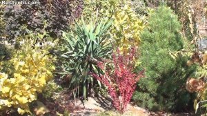 Барбарисы моего сада. Сорта барбарисов с описанием. Барбарис Тунберга и Фрикарта.