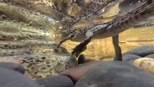 Молодые крокодилы! С какими проблемами можно столкнуться после покупки маленького крокодила?! смотреть онлайн