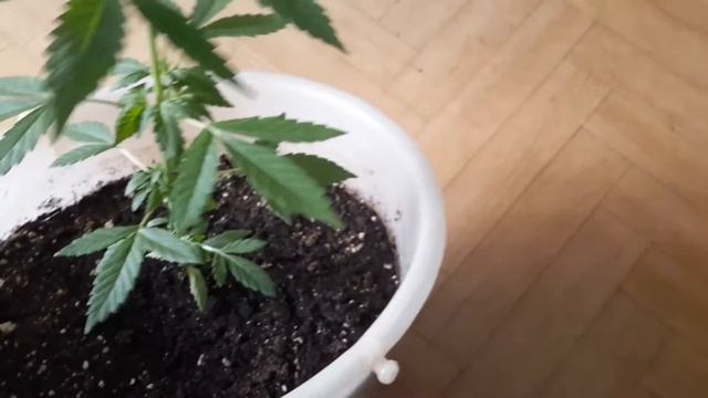 Сельдерей - 65-70д. (18+) смотреть онлайн