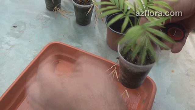 Пальмы - борьба с вредителями, пересадка смотреть онлайн