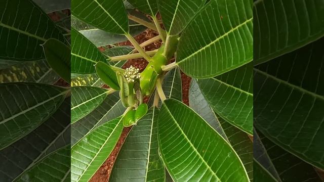 Plumeria obtusa (Apocynaceae) смотреть онлайн