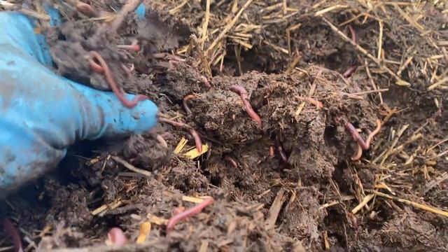 Теплая зима - что делать? Особенности разведения червя на открытых площадках зимой. смотреть онлайн