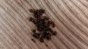 Скалярии, нерест в общем аквариуме.