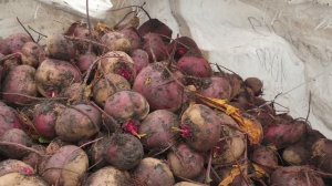 Свекла Кестрел. Посев 650тыс. на 1Га