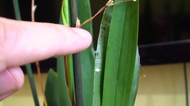 ВРЕДИТЕЛИ ОРХИДЕЙ на новой орхидее за 79 рублей МУЧНИСТЫЙ ЧЕРВЕЦ, грибной комарик и др смотреть онлайн