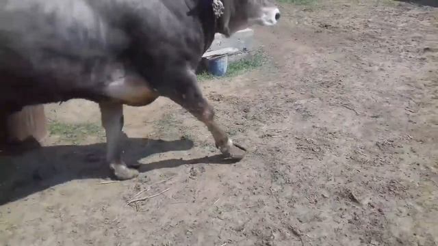 Бык швиц 1,7 года смотреть онлайн