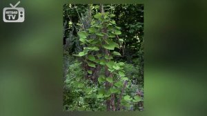 Лучшая лиана для сада ? КИРКАЗОН ✔ Обзор растения от эксперта HitsadTV