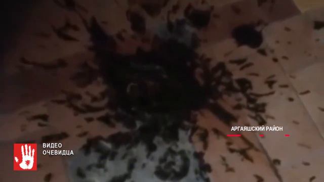 Корова-охранник. В Аргаяше парнокопытное не пускает жителей многоквартирного дома в свои квартиры! смотреть онлайн